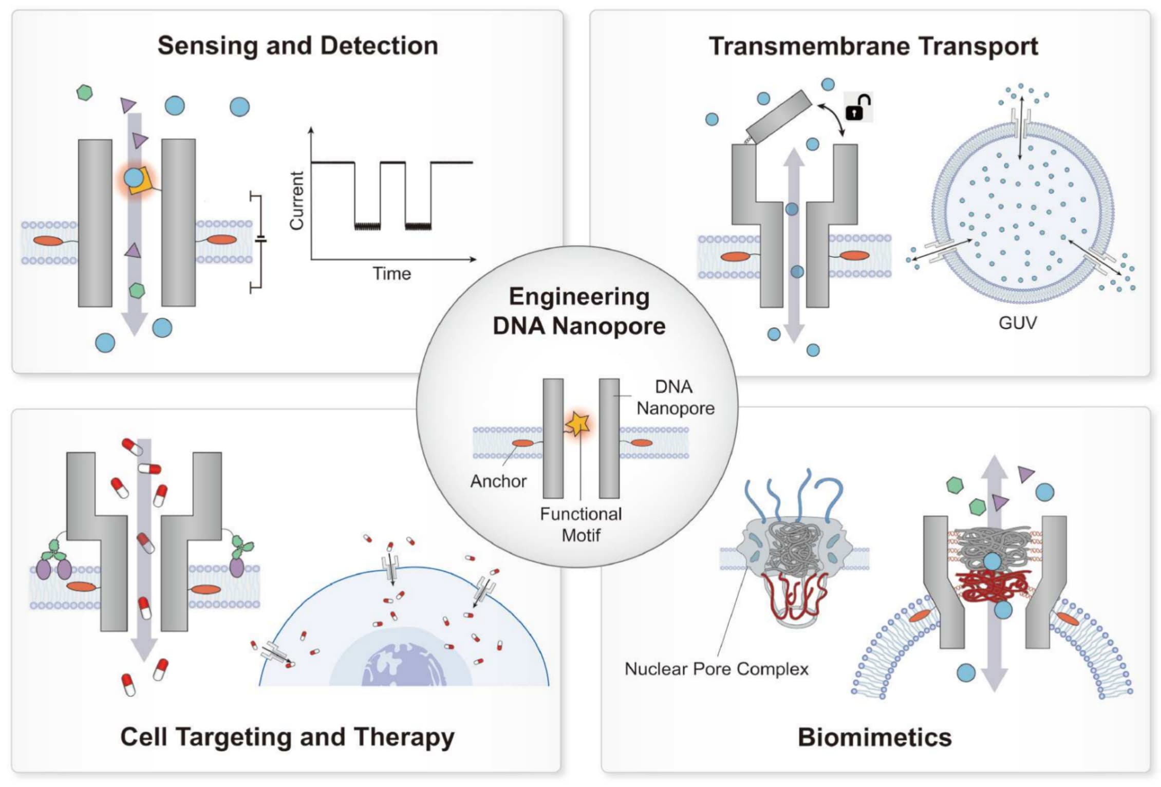 DNA nanopore applications in sensing, transmembrane transport, cell targeting, and biomimetics